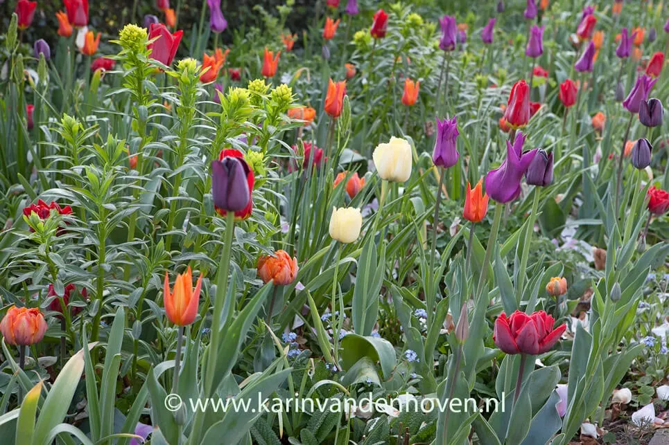 BLOEMBOLLEN VOOR EEN KLEURIG VOORJAAR