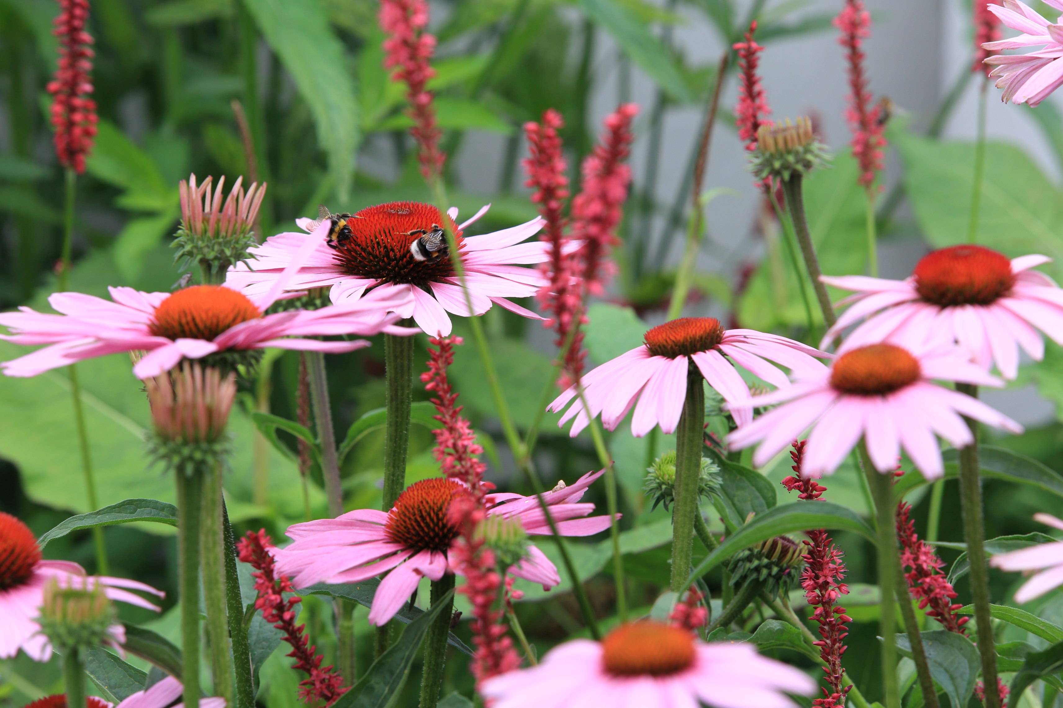Pink Echinacea coneflowers with bee and red spiky perennials