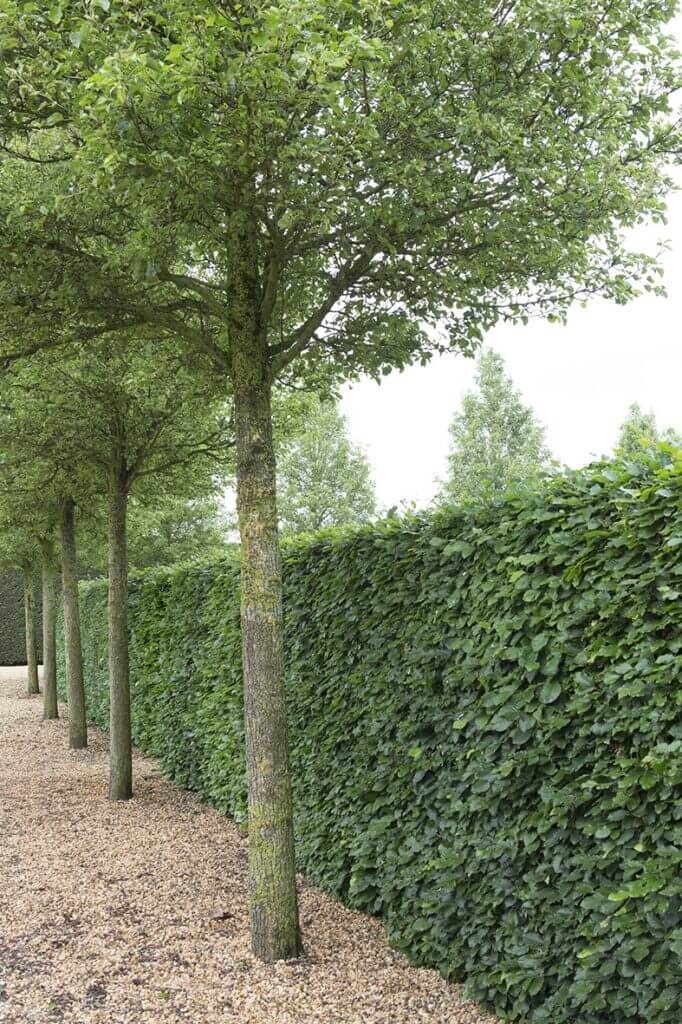 Hoge haag met bomen langs grindpad
