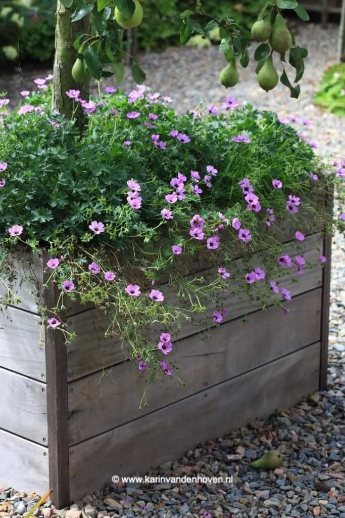 Verhoogde border met Geranium