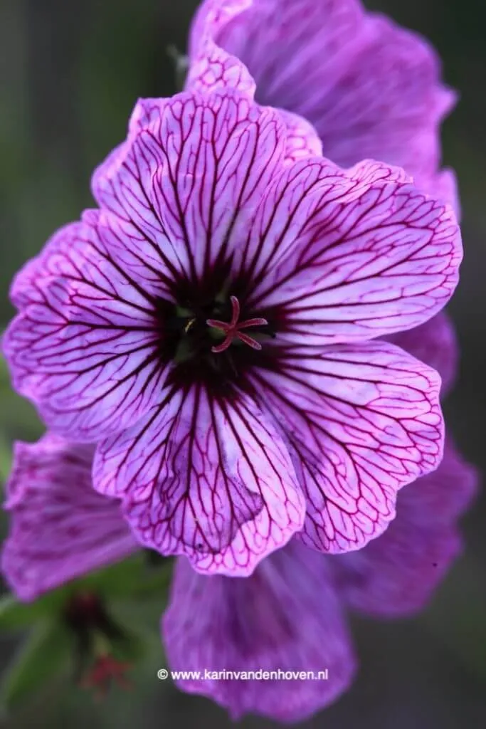 Paarse Geranium bloem close-up