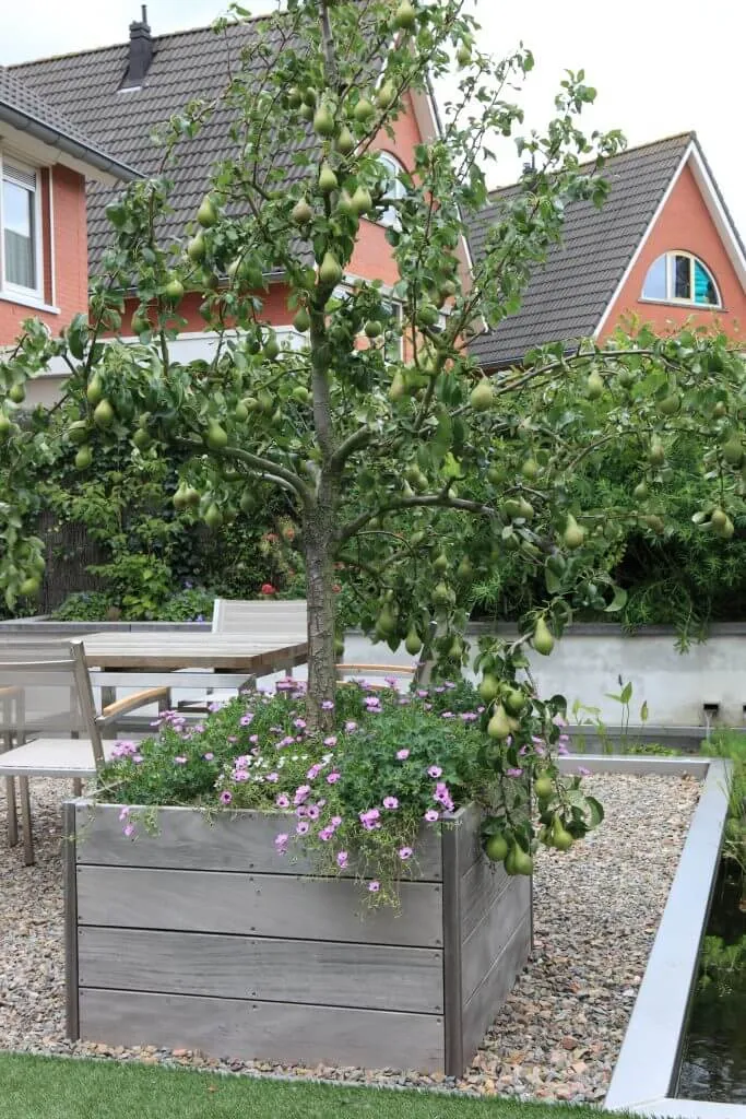 Verhoogde border met perenboom