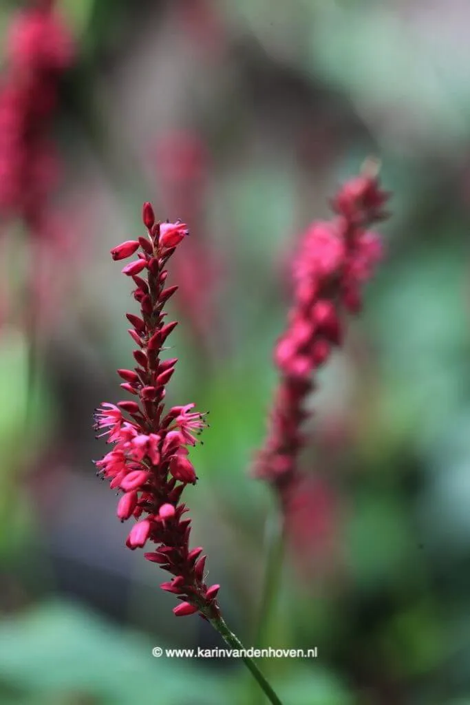 Rode bloeiende plant