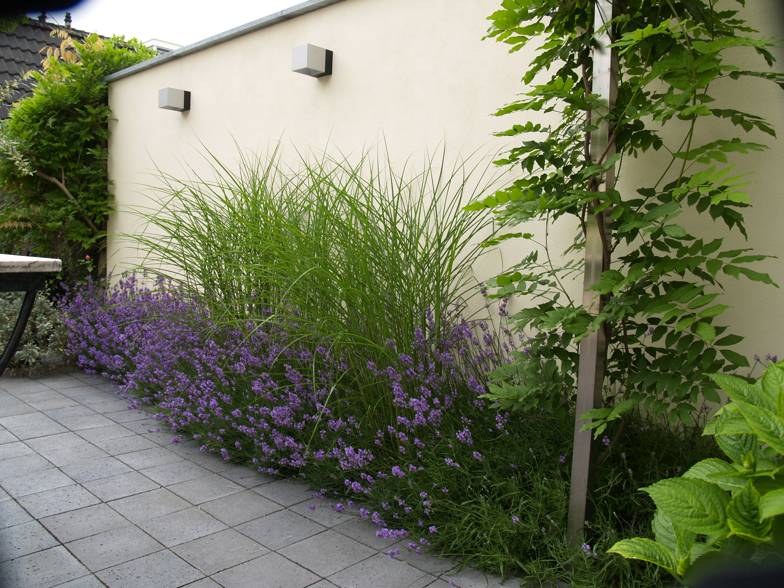 Modern garden border with ornamental grasses and purple flowering plants