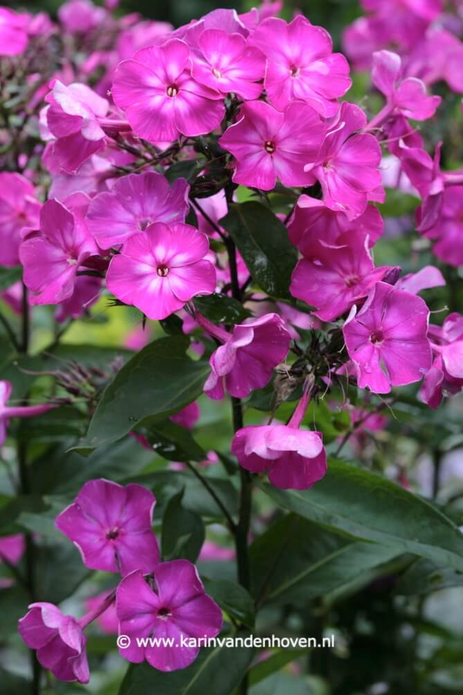 Magenta-roze Phlox bloemen