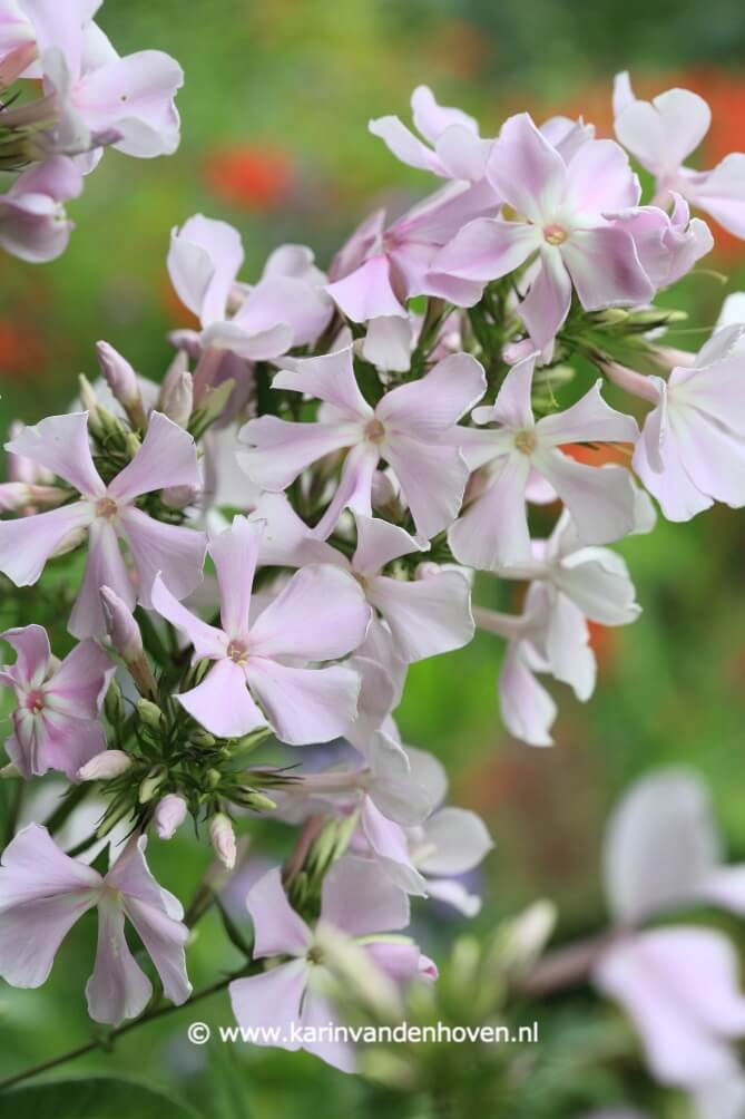Zachtroze Phlox bloemen