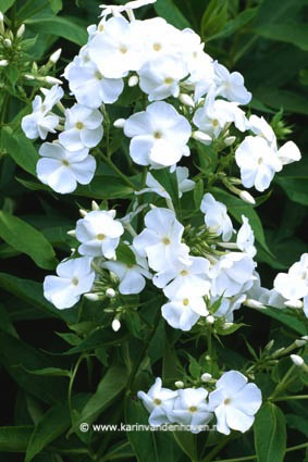 Witte Phlox bloemen