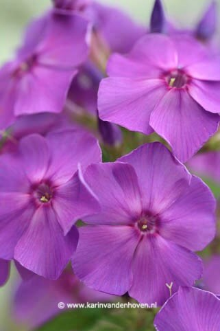 Lavendel-paarse Phlox bloemen