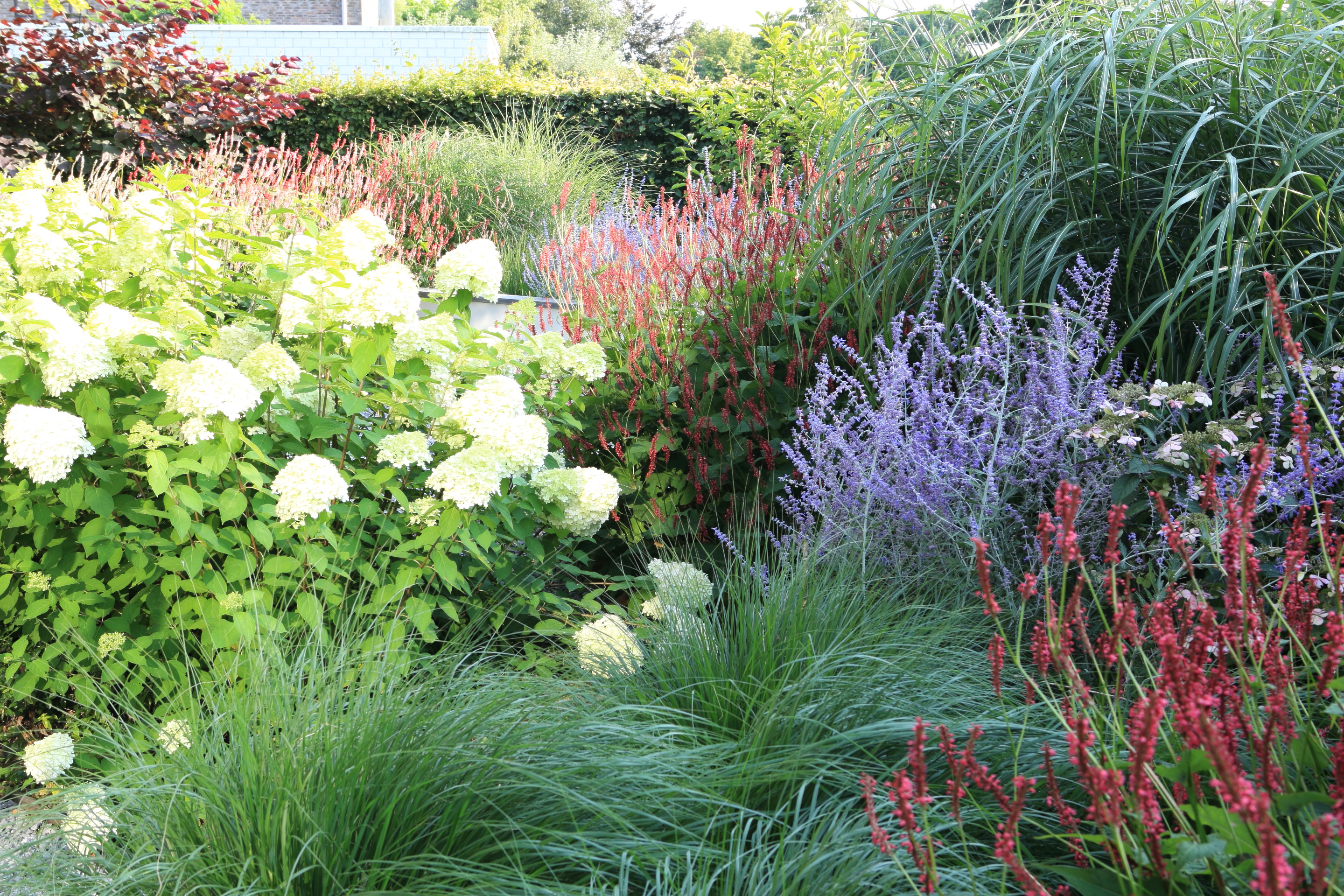 Weelderige border met witte hortensia's, rode en paarse Persicaria en siergrassen