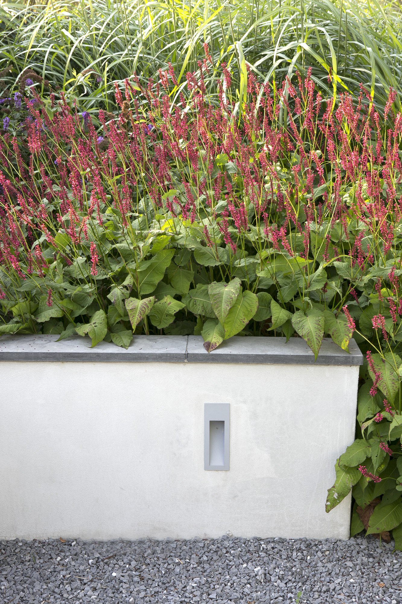 Moderne witte plantenbak met rode Persicaria en gele siergrassen