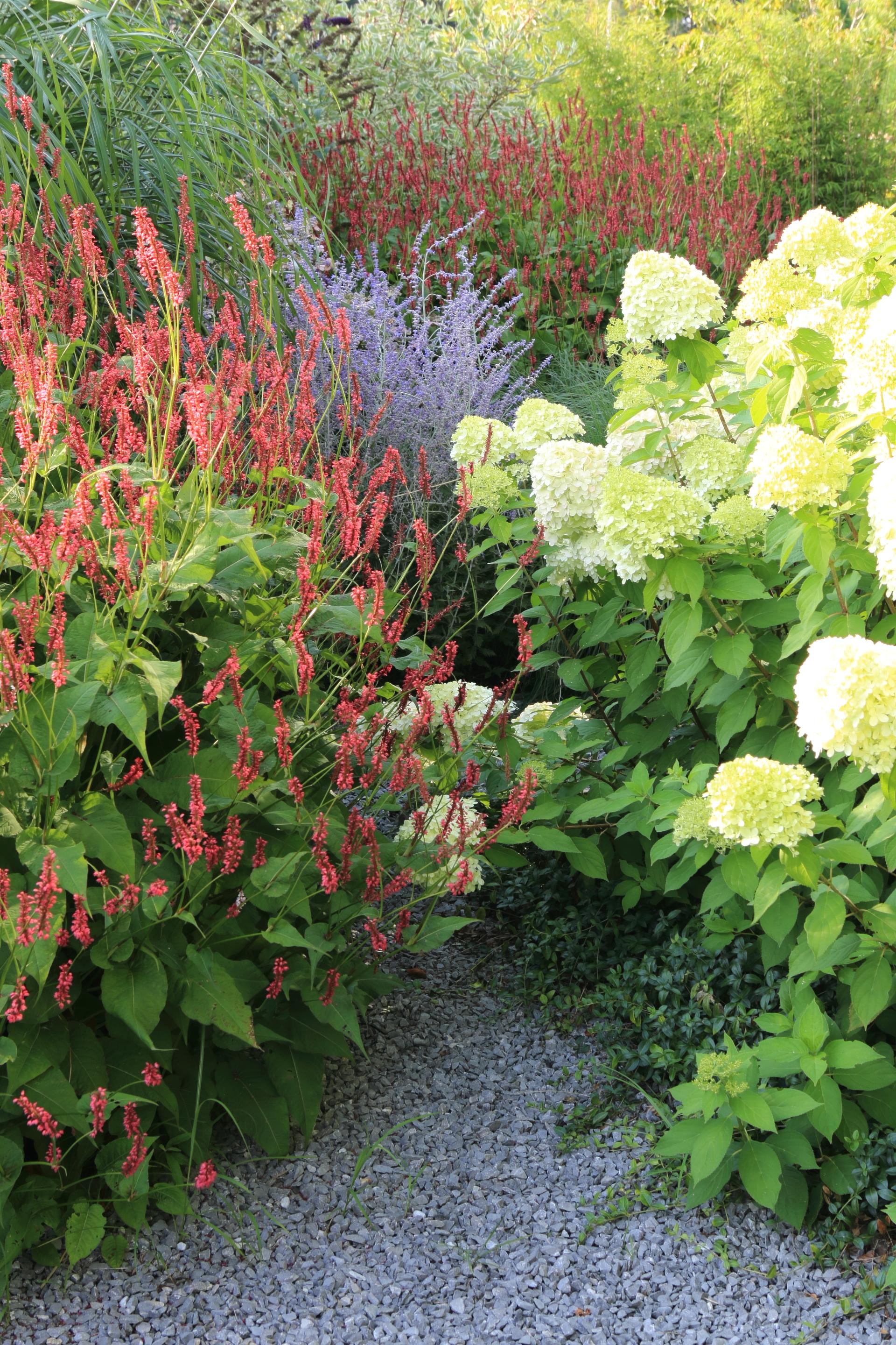 Grindpad met weelderige beplanting van rode Persicaria, witte hortensia's en siergrassen