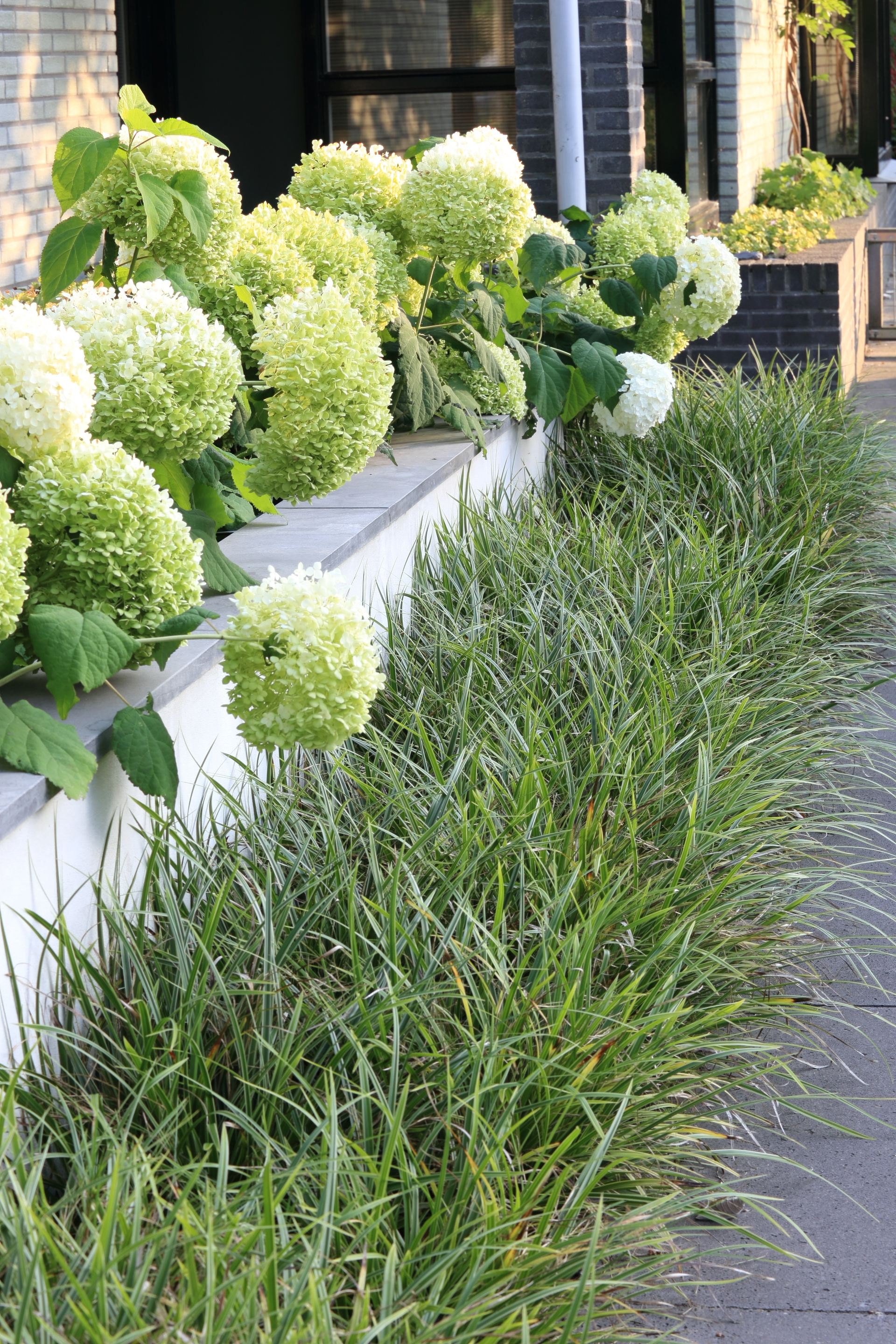 Detail van witte hortensia's met bontbladige Carex en Pennisetum siergrassen