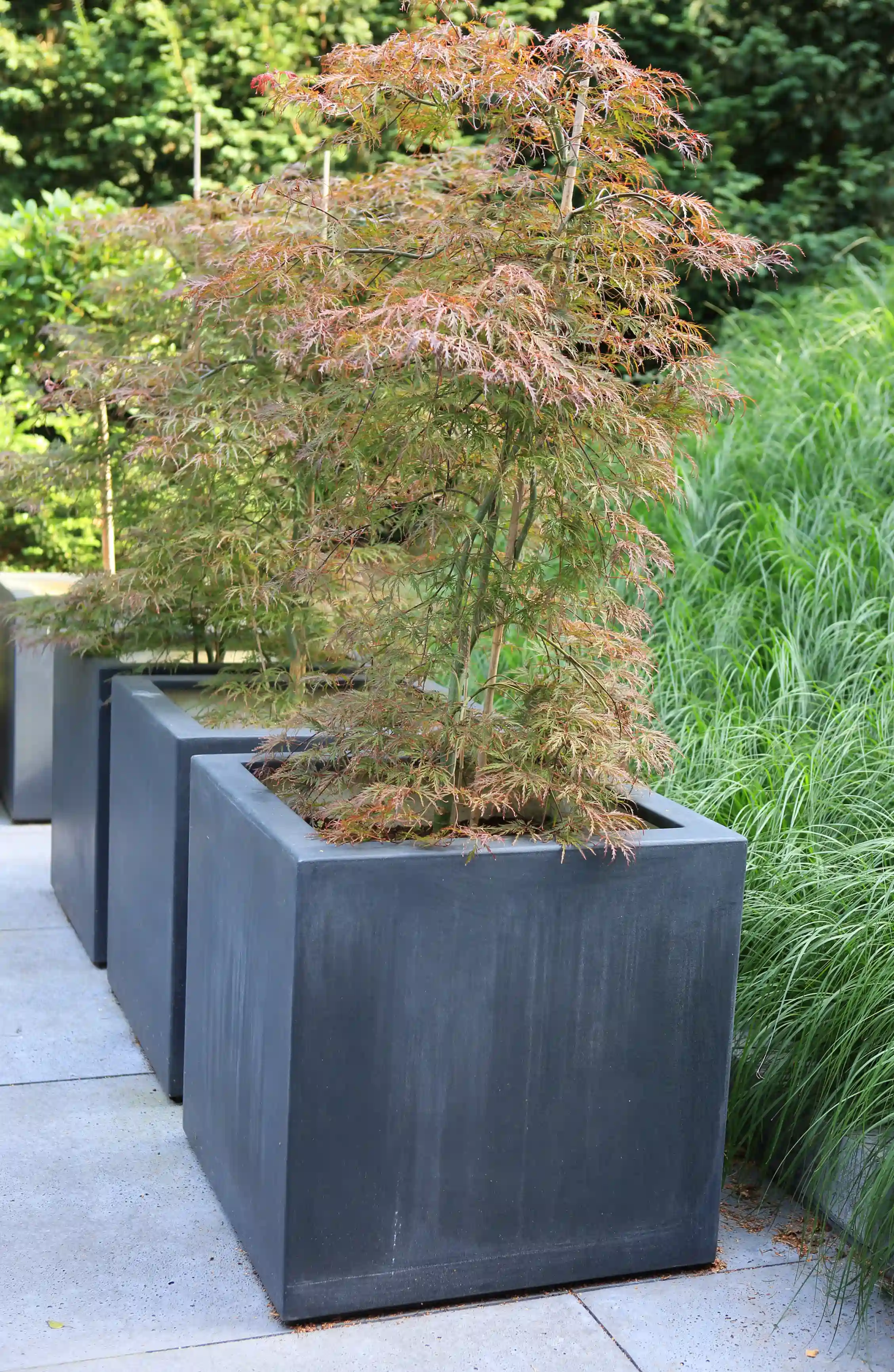 Grote vierkante plantenbakken met Japanse esdoorns en siergrassen