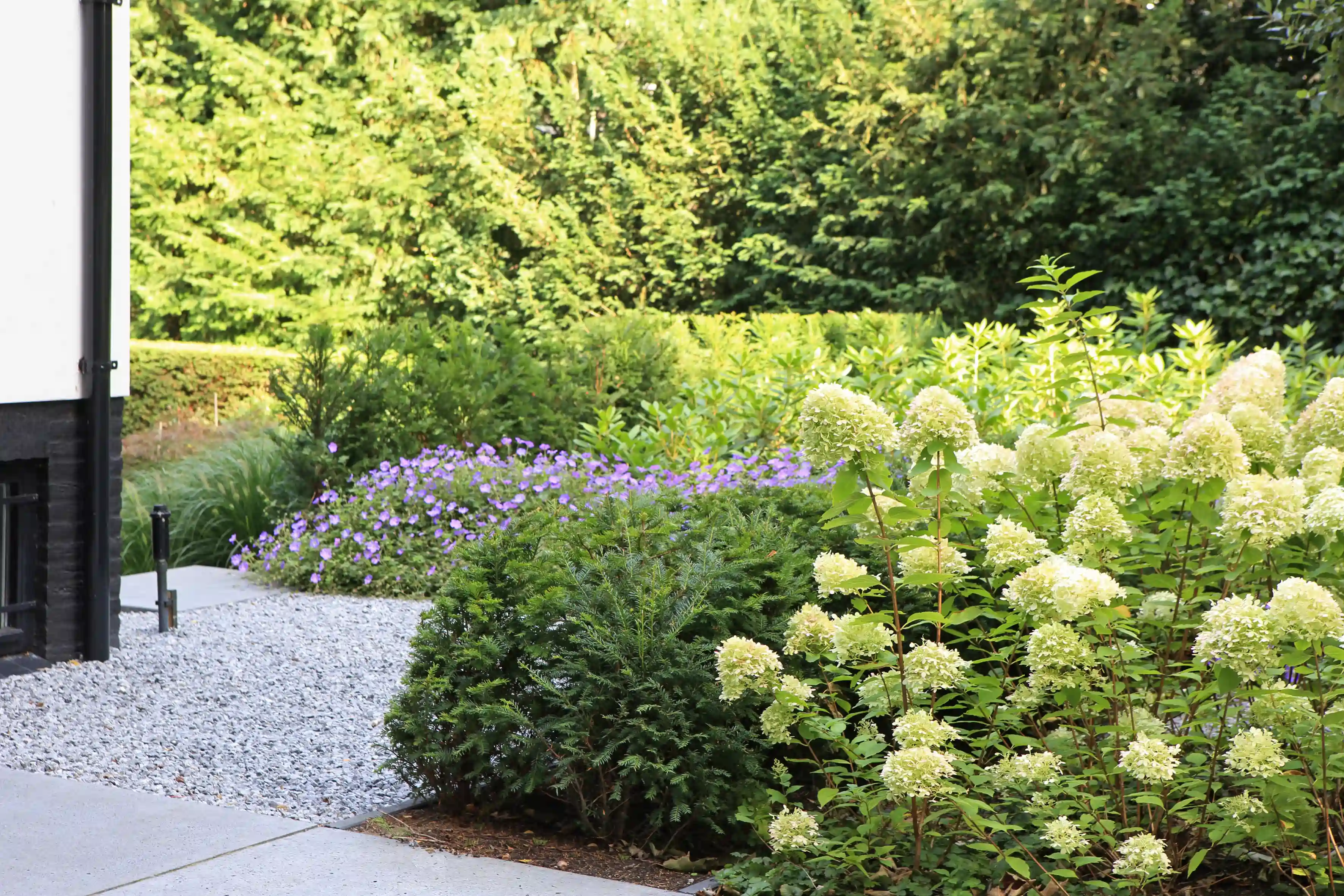 Witte hortensia's en paarse bloemen in tuinborder