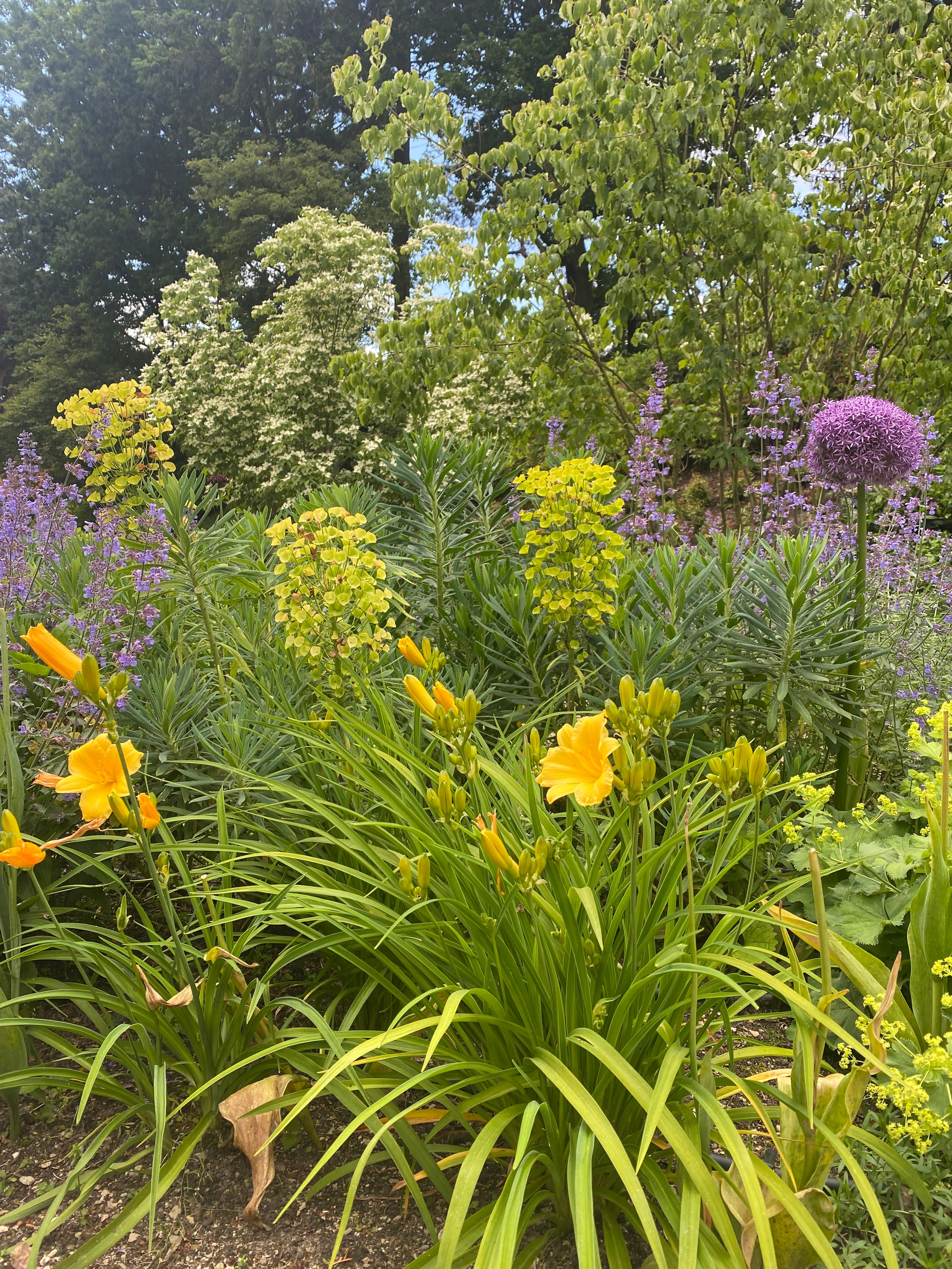 Kleurrijke vaste plantenborder met oranje daglelie, gele Euphorbia en paarse Allium