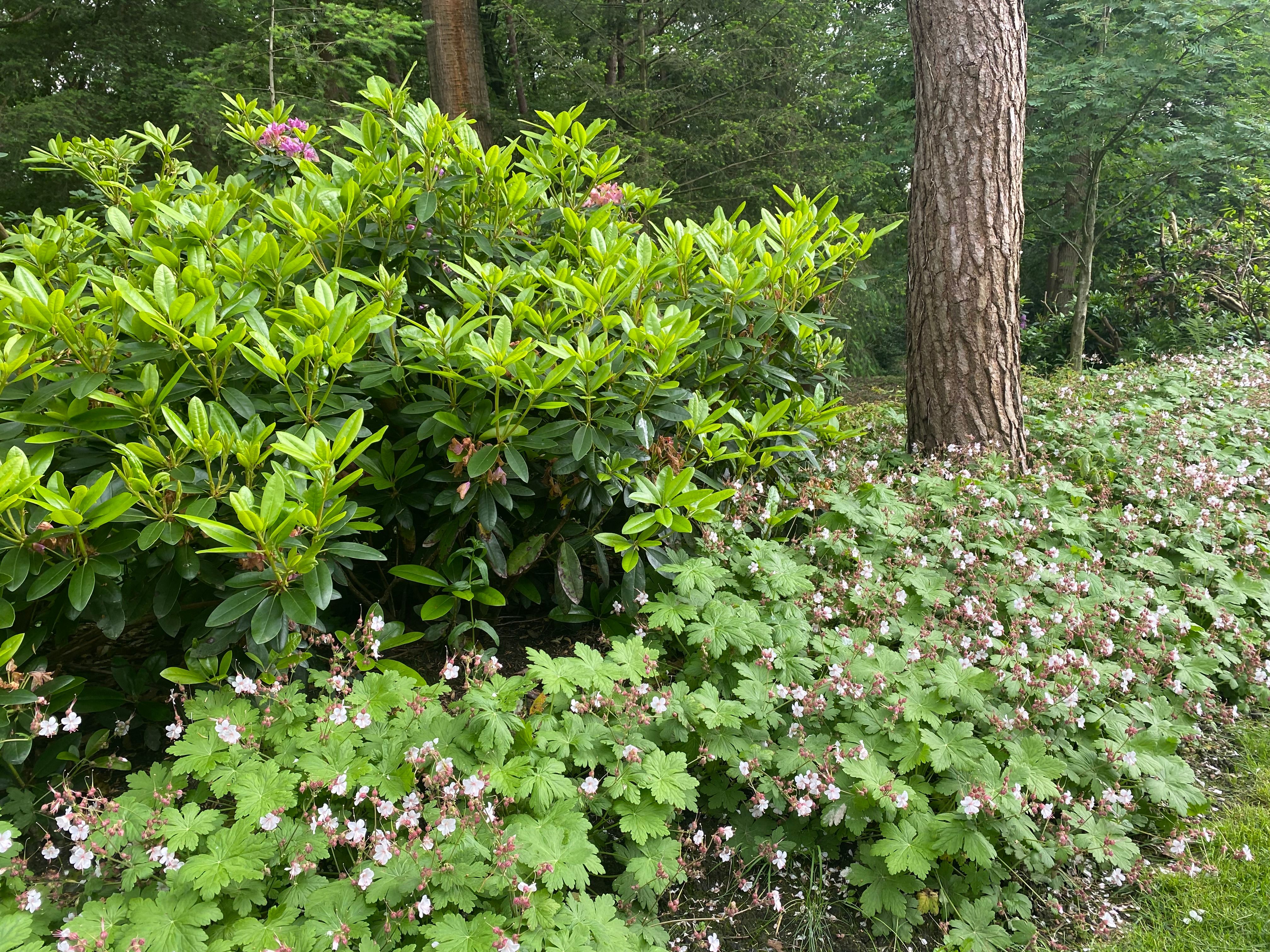 Rhododendron met roze bloemen en Geranium bodembedekker in bosrijke omgeving