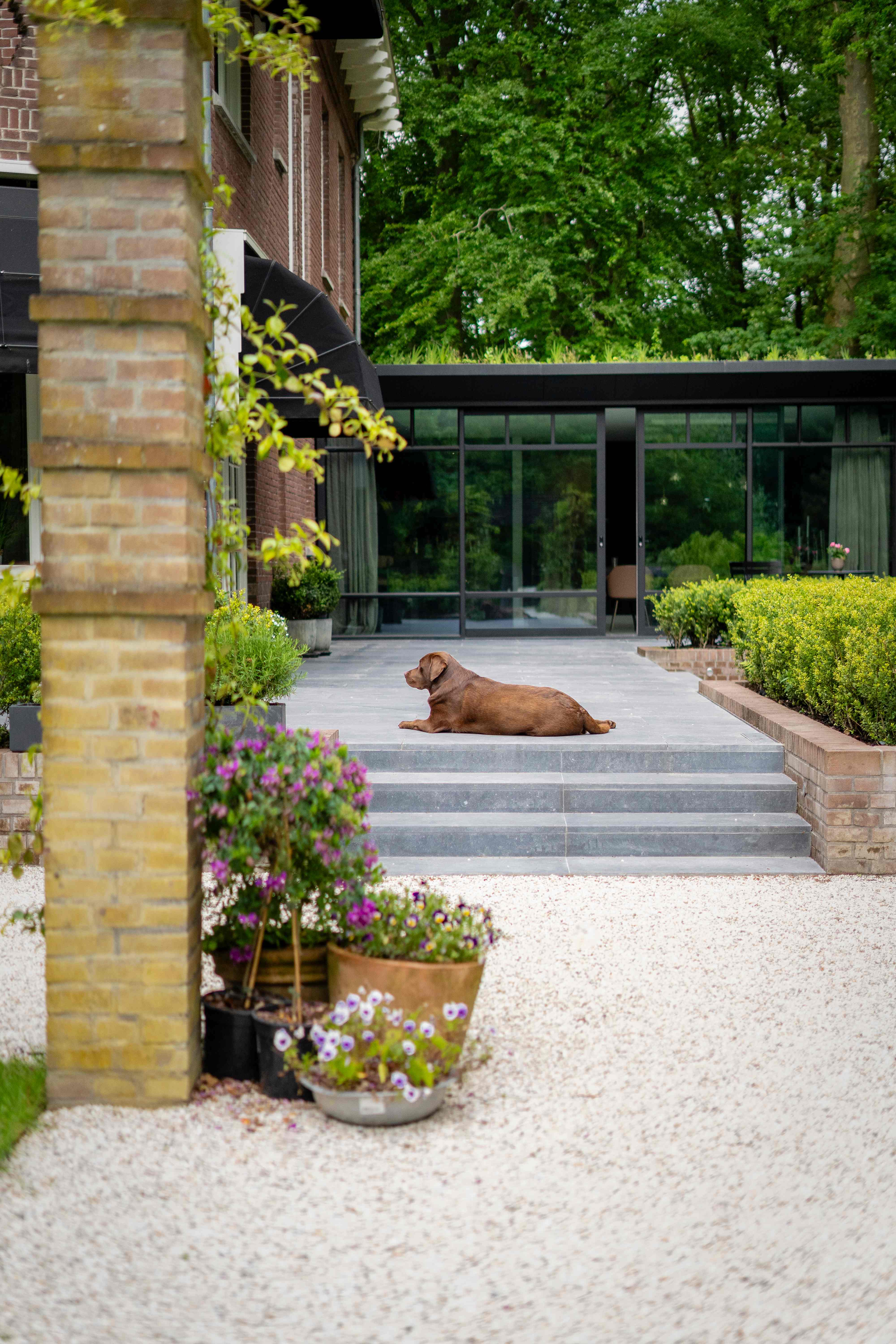 Sfeervolle tuin met hond op terras, plantenbakken en glazen uitbouw