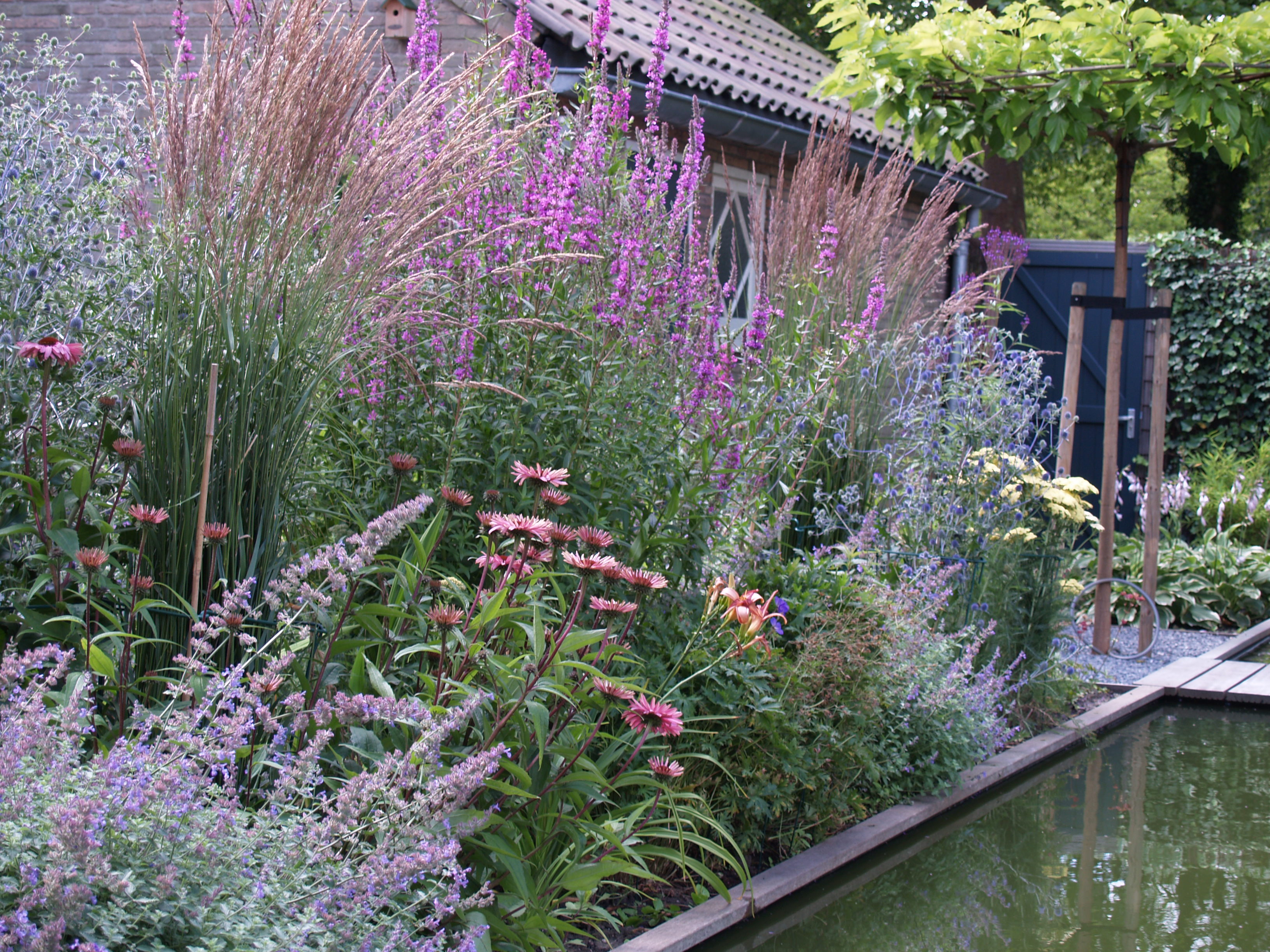 Weelderige border met roze Echinacea, paarse Lythrum, blauwe Nepeta en siergrassen