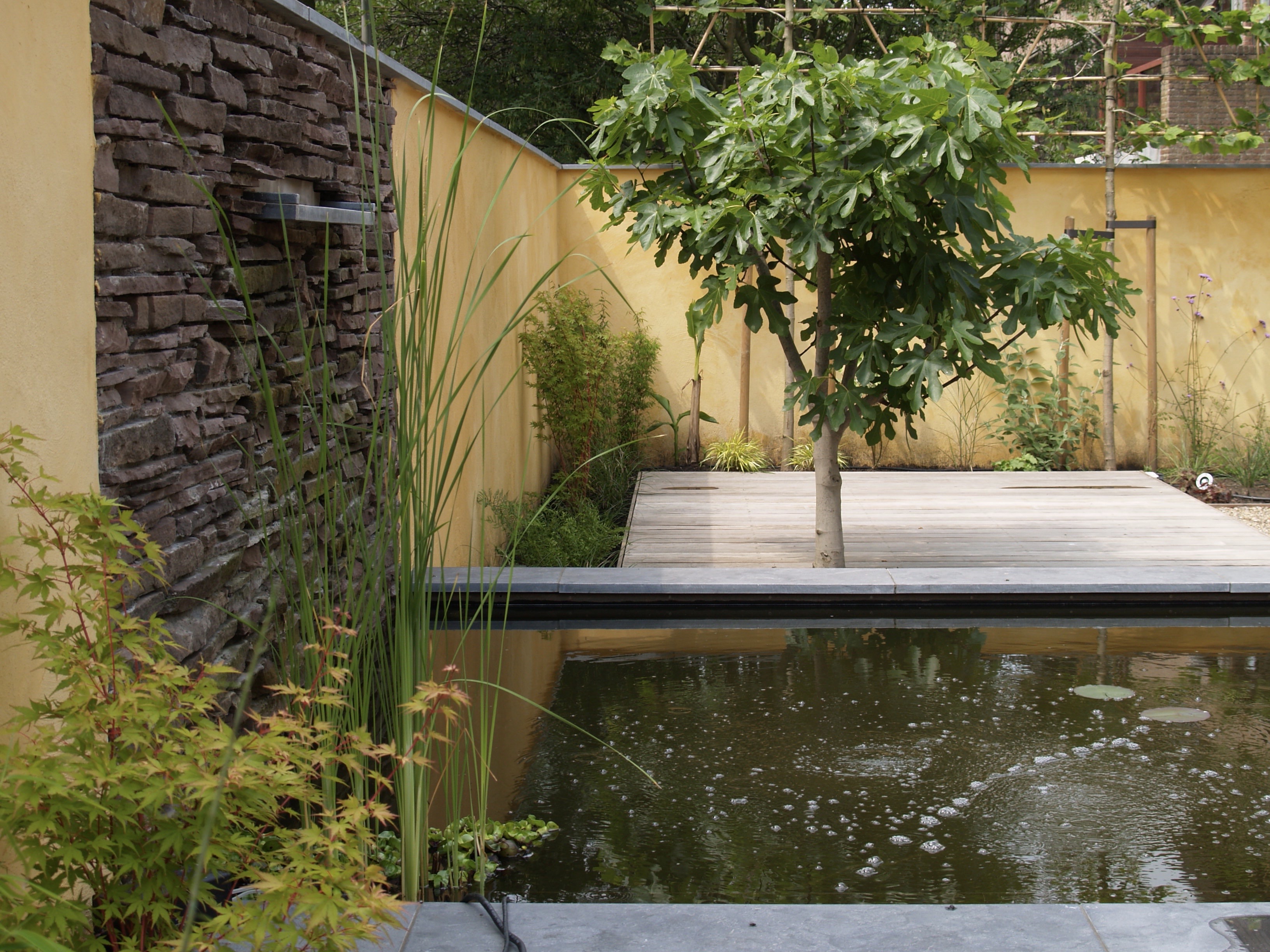 Vijver met houten vlonder, vijgenboom en okergele muren