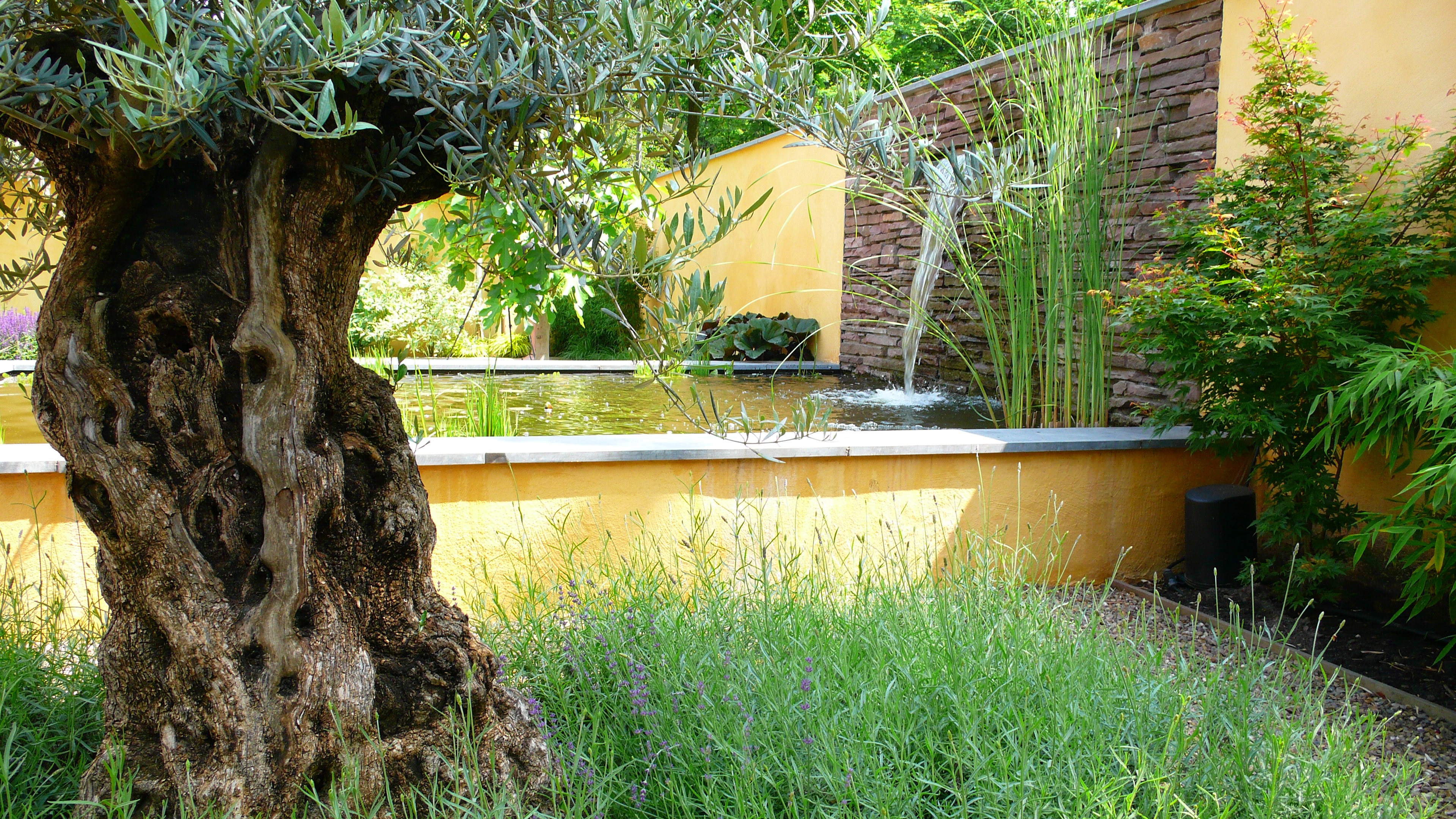 Close-up verhoogde vijver met waterval en oude olijfboom