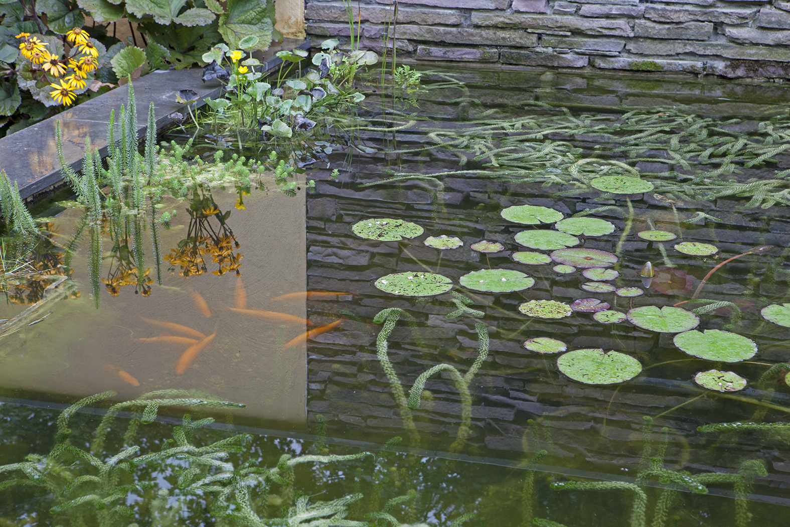 Vijverdetail met waterlelies en zichtbare vissen