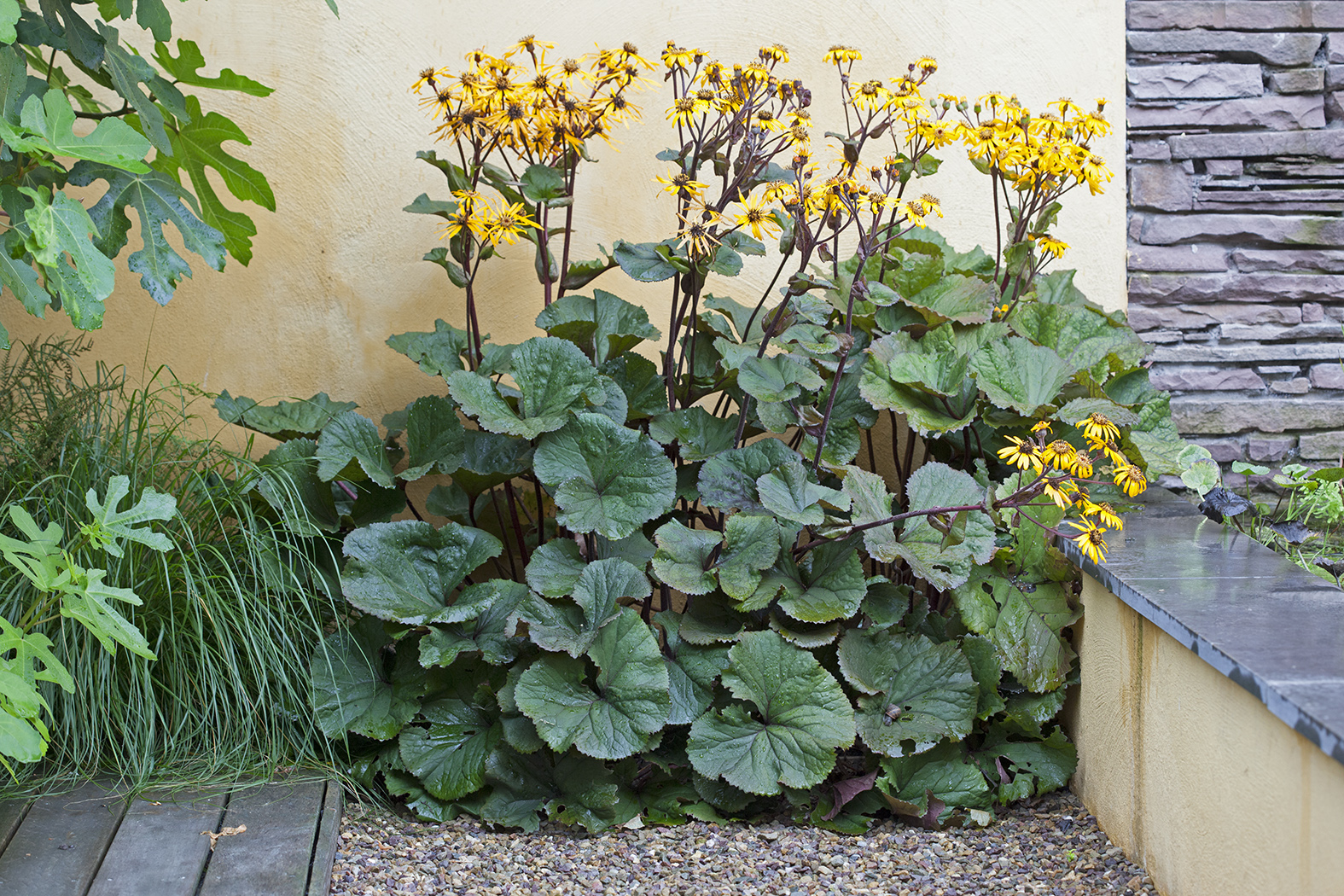 Geel bloeiende Ligularia planten tegen okergele muur