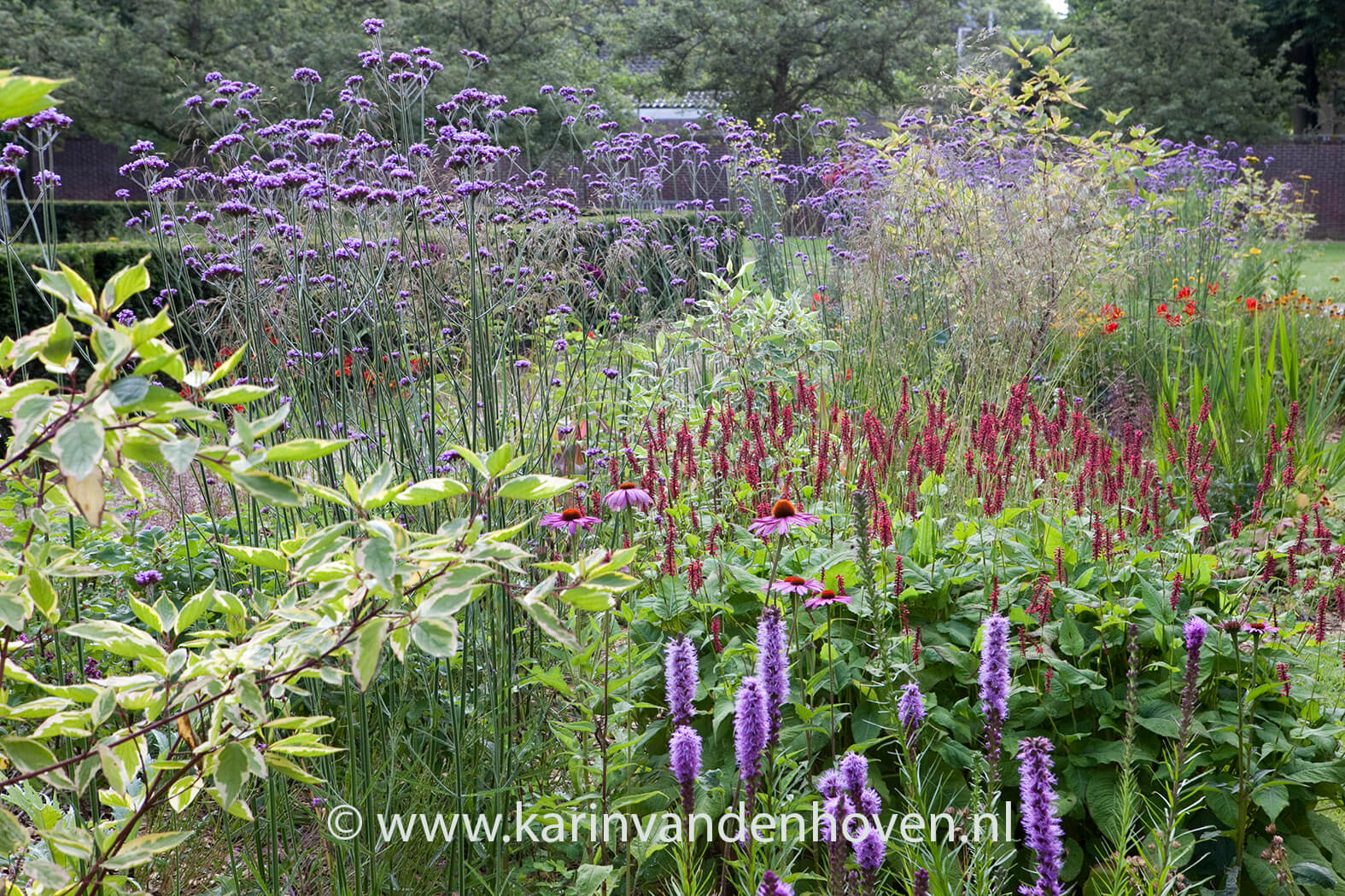 Gelaagde vlinderborder met Verbena bonariensis en Persicaria