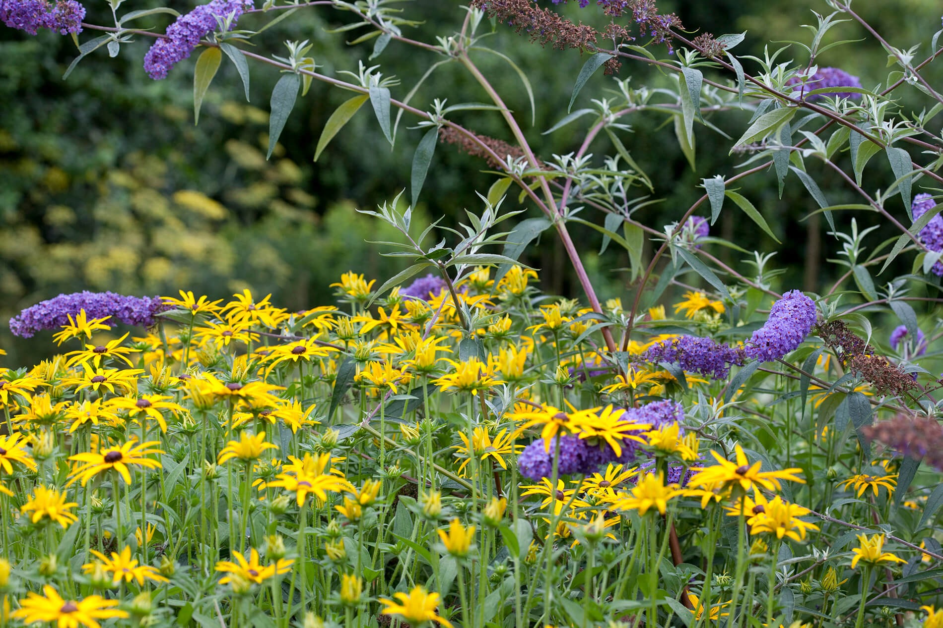 Rudbeckia en Buddleja vlindertuin