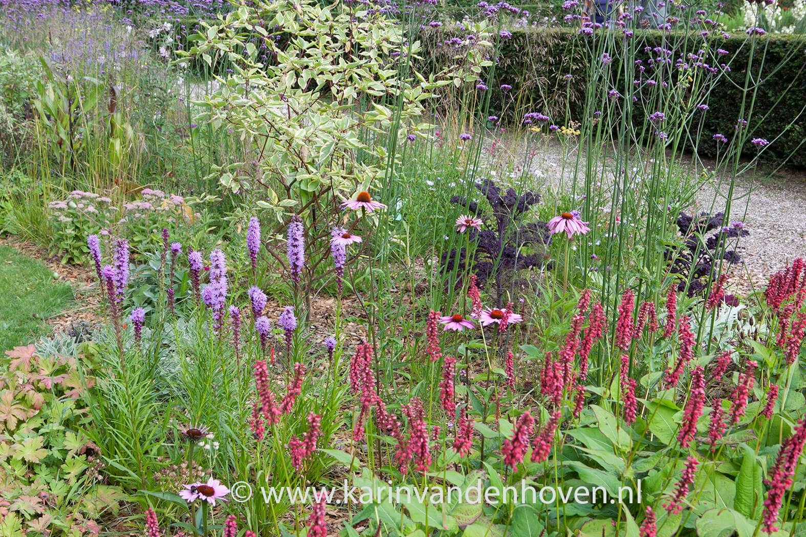 Natuurlijke vlinderborder met diverse nectarplanten