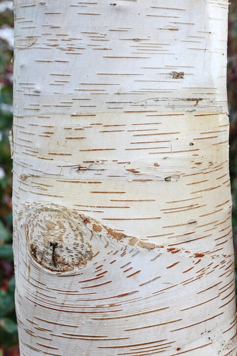Witte berkenbast met karakteristieke horizontale lijnen