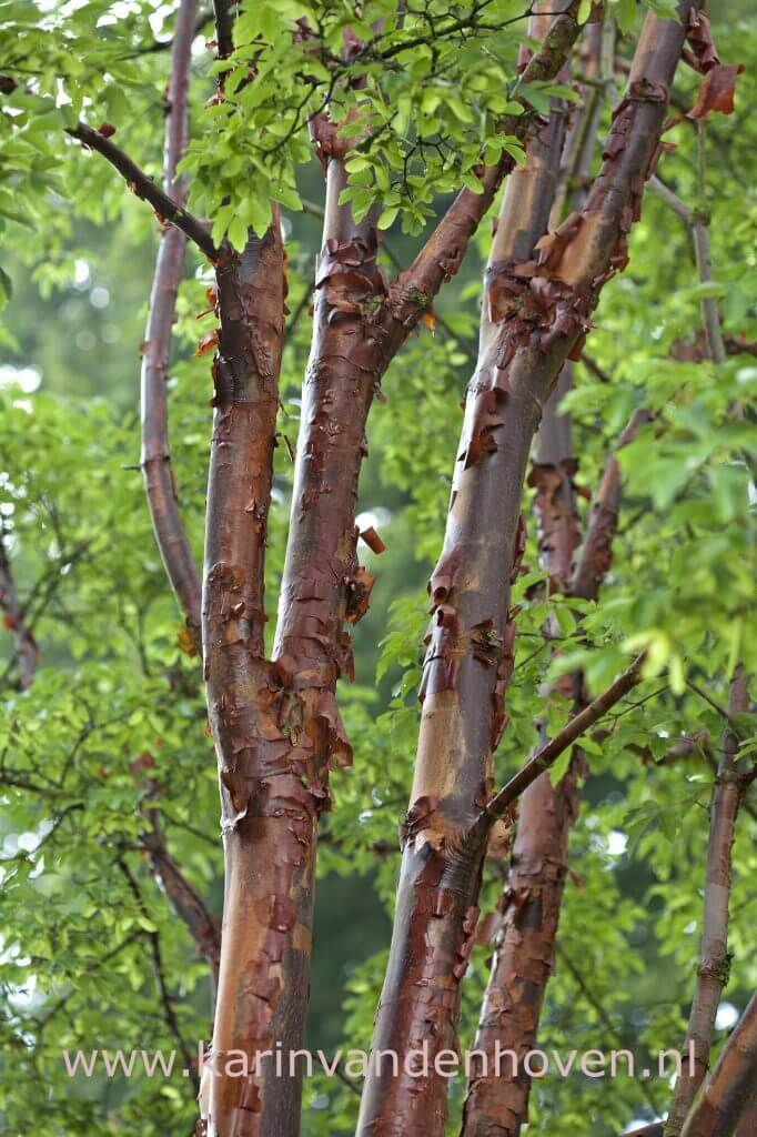 Afbladderende decoratieve boomschors in koperbruine tinten