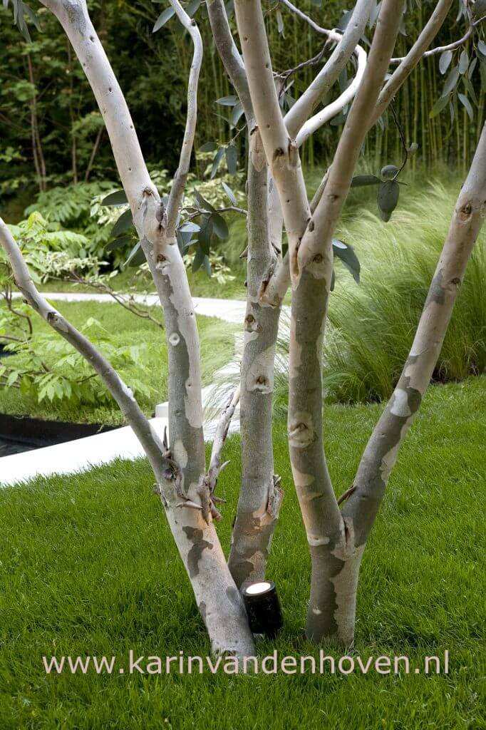 Meerstammige berk met tuinverlichting aan de basis