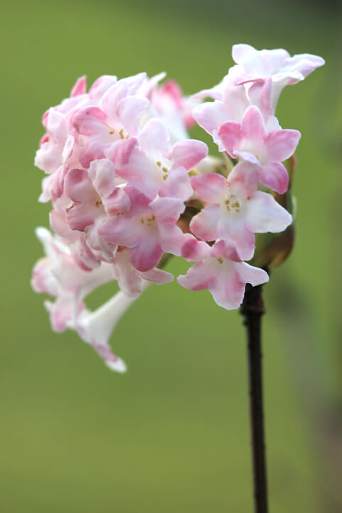 Delicate roze winterbloeiende Viburnum bloemen