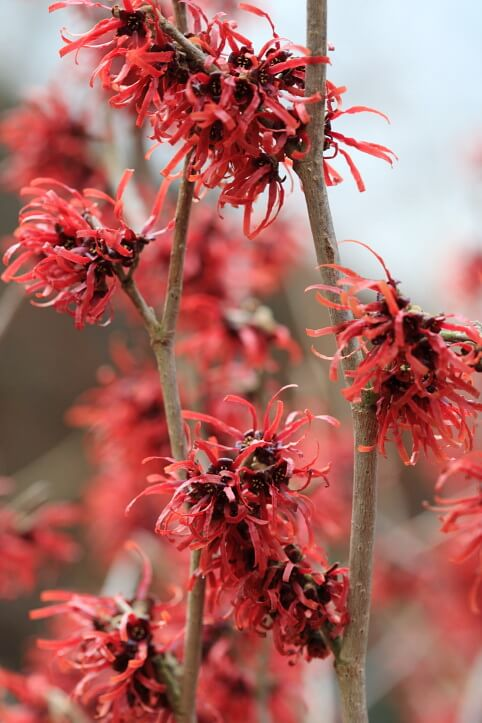 Rode toverhazelaar (Hamamelis) bloeit in de winter