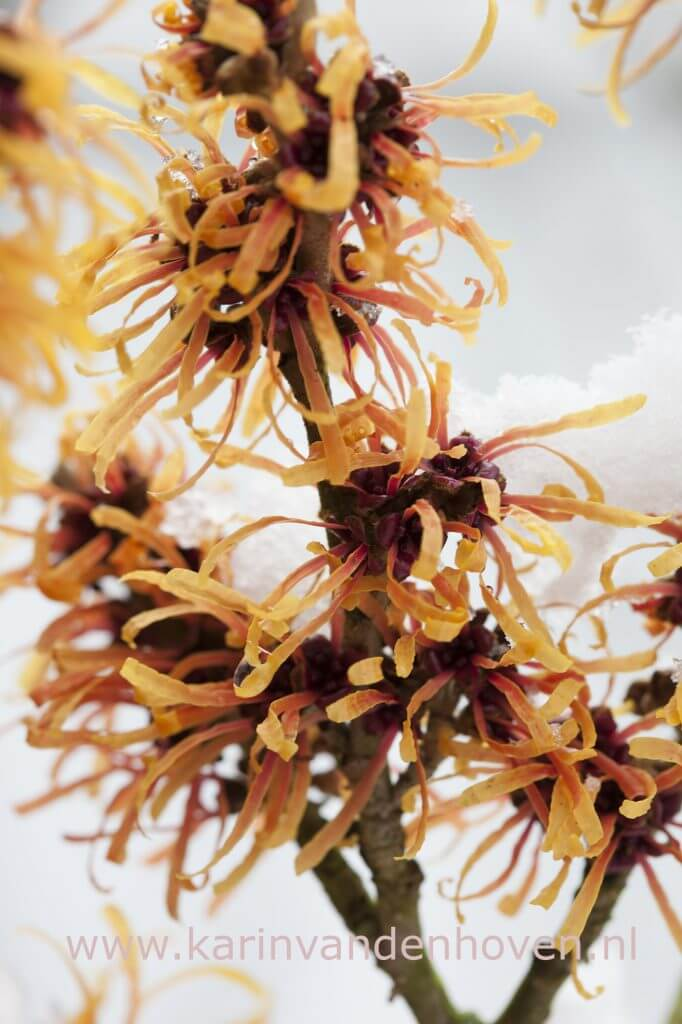 Gele toverhazelaar (Hamamelis) met karakteristieke bloemen