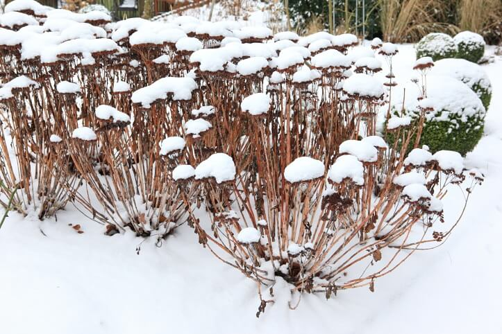Sneeuw bedekte vaste planten met winterstructuur