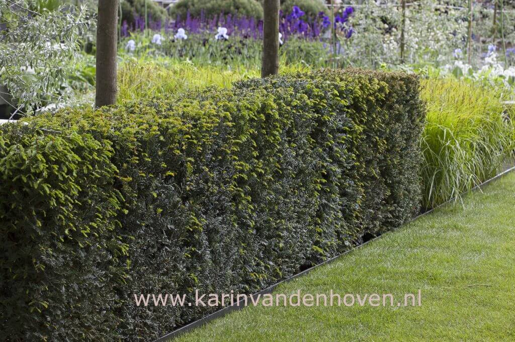 Wintergroene haag met structuur in de tuin