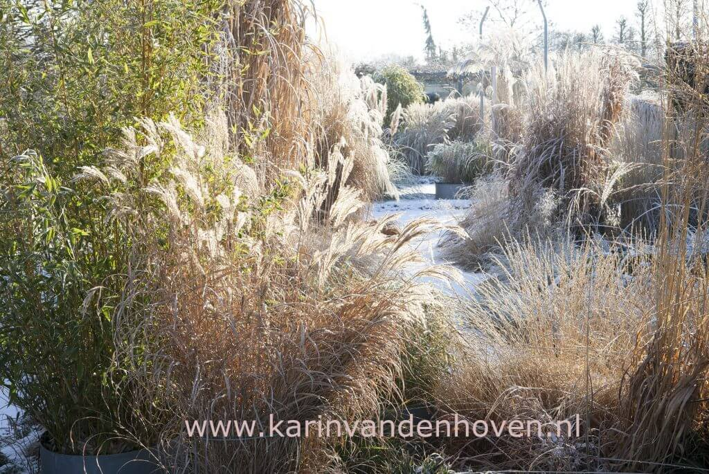 Berijpte siergrassen in de wintertuin